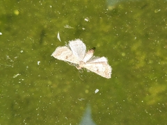 Cyclophora nanaria
