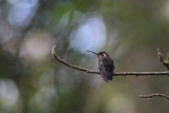 Lampornis amethystinus margaritae