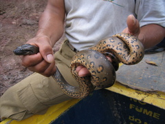 Eunectes murinus