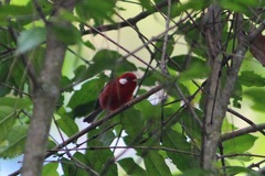Cardellina rubra