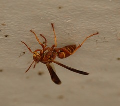 Polistes bellicosus