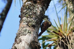 Lepidocolaptes affinis