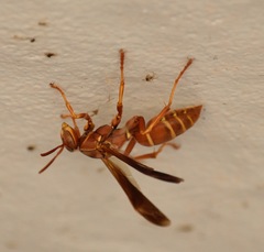 Polistes bellicosus
