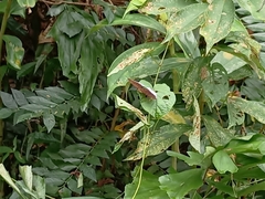 Tanaecia iapis puseda