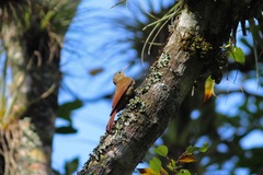 Lepidocolaptes affinis