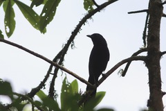 Aphelocoma unicolor