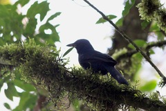 Aphelocoma unicolor