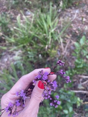 Carphephorus odoratissimus