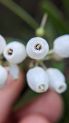 Arctostaphylos manzanita