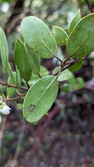 Arctostaphylos manzanita