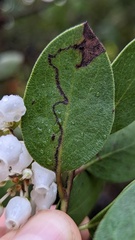 Arctostaphylos manzanita