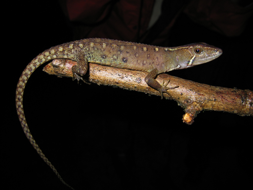 Cochran's Neusticurus