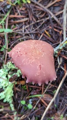 Laccaria amethysteo-occidentalis