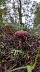 Laccaria amethysteo-occidentalis