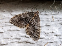 Operophtera occidentalis