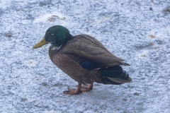 Anas platyrhynchos domesticus