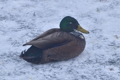 Anas platyrhynchos domesticus