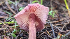 Laccaria amethysteo-occidentalis