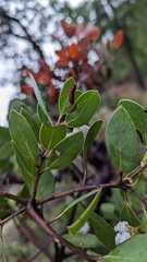 Arctostaphylos manzanita
