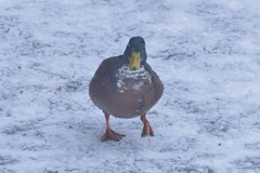 Anas platyrhynchos domesticus