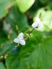 Tradescantia fluminensis