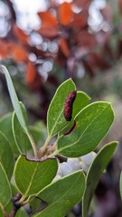Arctostaphylos manzanita