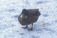 Anas platyrhynchos domesticus