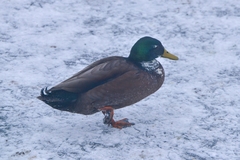 Anas platyrhynchos domesticus