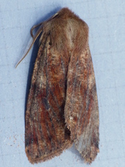 Orthosia rubescens