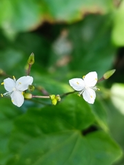 Tradescantia fluminensis