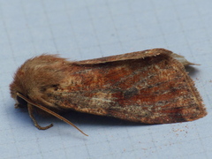 Orthosia rubescens