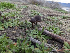 Montagnea arenaria