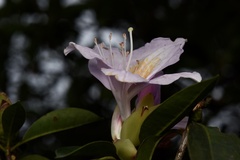 Rhododendron moulmainense