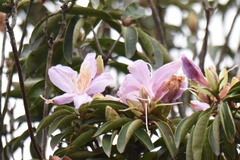 Rhododendron moulmainense