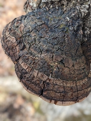 Phellinus everhartii