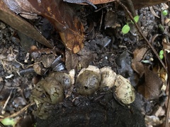 Callirhytis apicalis
