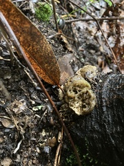 Callirhytis apicalis