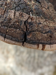 Phellinus everhartii