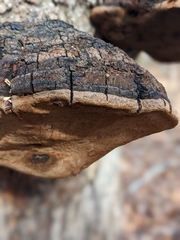 Phellinus everhartii