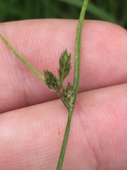Carex inversa
