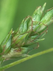 Carex inversa