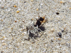 Ocypode occidentalis