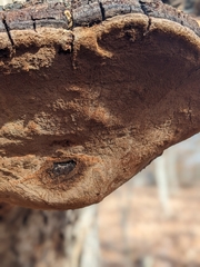 Phellinus everhartii