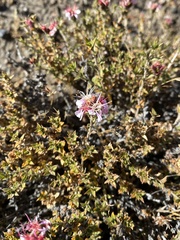 Pleurophora patagonica