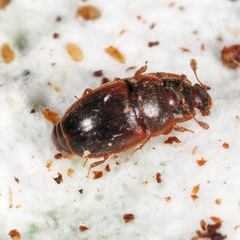 Epuraea