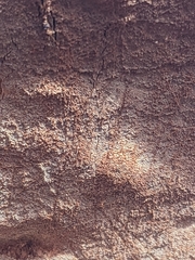 Phellinus everhartii