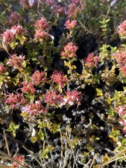 Pleurophora patagonica