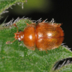 Cychramus luteus