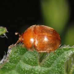 Cychramus luteus