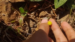 Blumea oxyodonta